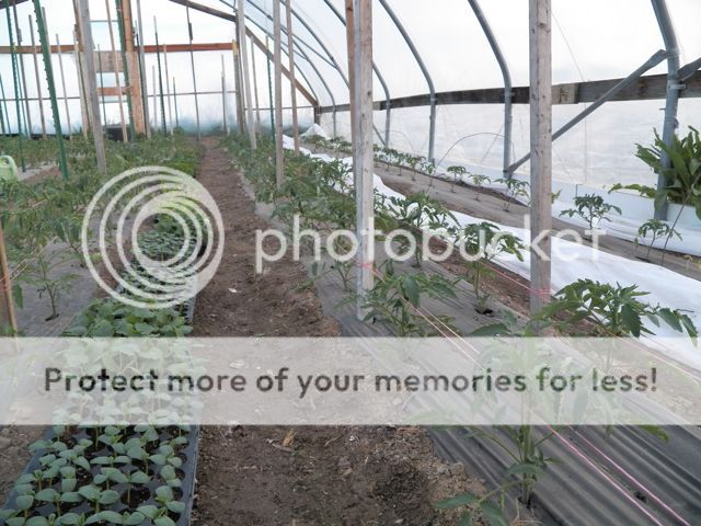  photo 137_1061_zps598128ba.jpg